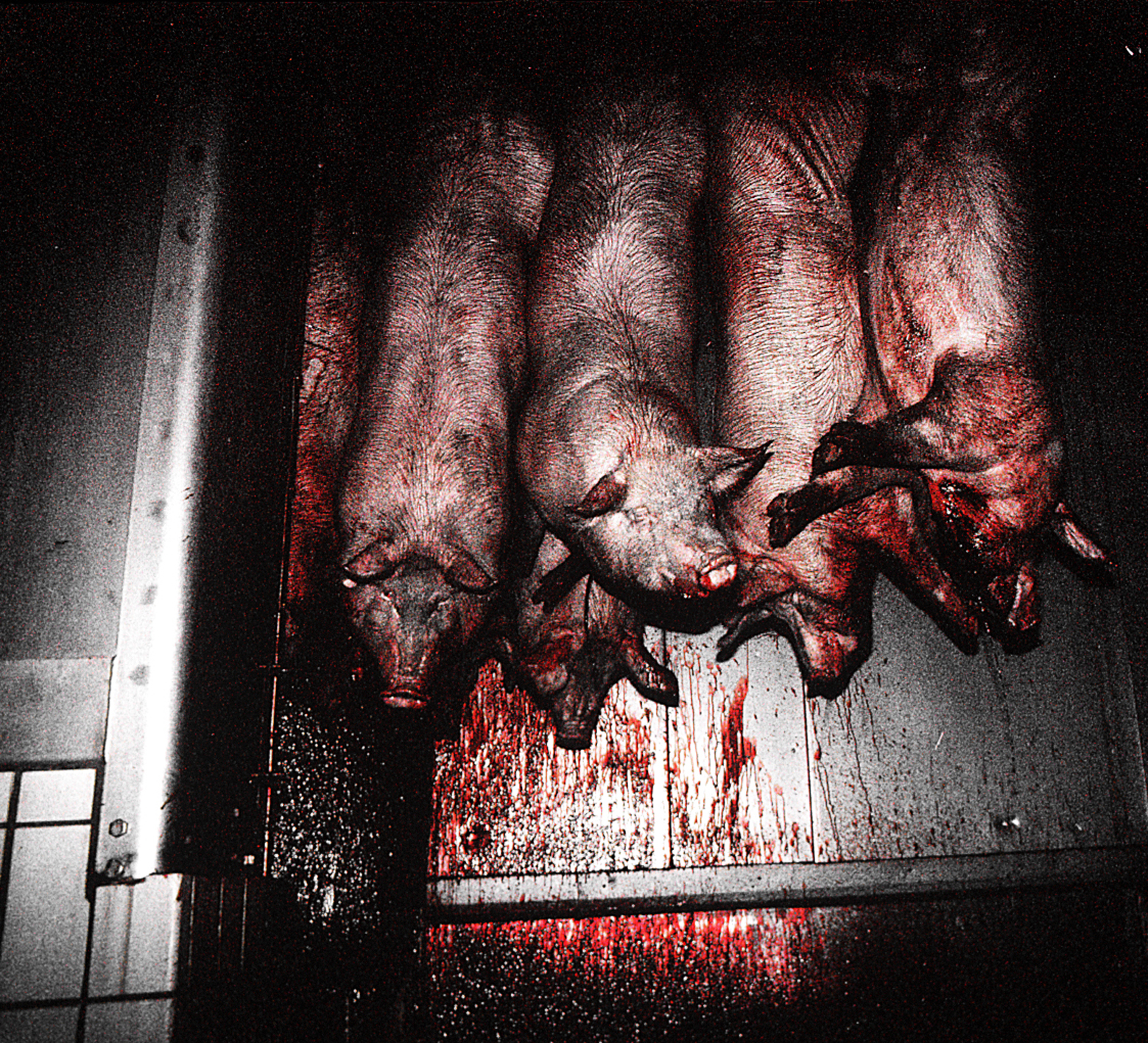 Photo abattoir 4